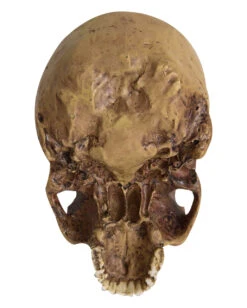 Antiker Totenschädel Ohne Unterkiefer 19cm 7 Antiker Totenschädel Ohne Unterkiefer 19cm -Halloween Serien Geschäft antiker totenkopf ohne unterkiefer antiker totenschaedel ohne unterkiefer gothic deko 53262 04