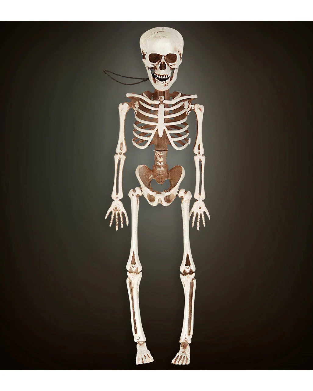 Bewegliches Skelett Gerippe 40cm 2 Bewegliches Skelett Gerippe 40cm – Bild 2