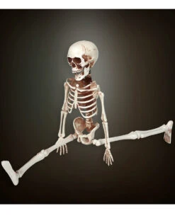 Bewegliches Skelett Gerippe 40cm 5 Bewegliches Skelett Gerippe 40cm -Halloween Serien Geschäft bewegliches skelett 40cm posable skeleton 40cm halloween deko skelett deko 52010 03
