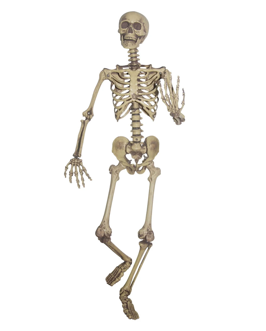 Lebensgroßes Skelett Biegsam 1 Lebensgroßes Skelett Biegsam