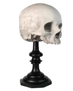 J. DOE Totenschädel Auf Sockel 20cm 8 J. DOE Totenschädel Auf Sockel 20cm -Halloween Serien Geschäft j doe totenkopf auf sockel j doe totenschaedel auf sockel j doe skull plinth gothic homware 54857 01