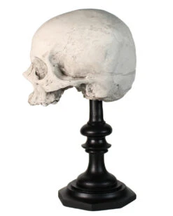 J. DOE Totenschädel Auf Sockel 20cm 7 J. DOE Totenschädel Auf Sockel 20cm -Halloween Serien Geschäft j doe totenkopf auf sockel j doe totenschaedel auf sockel j doe skull plinth gothic homware 54857 02