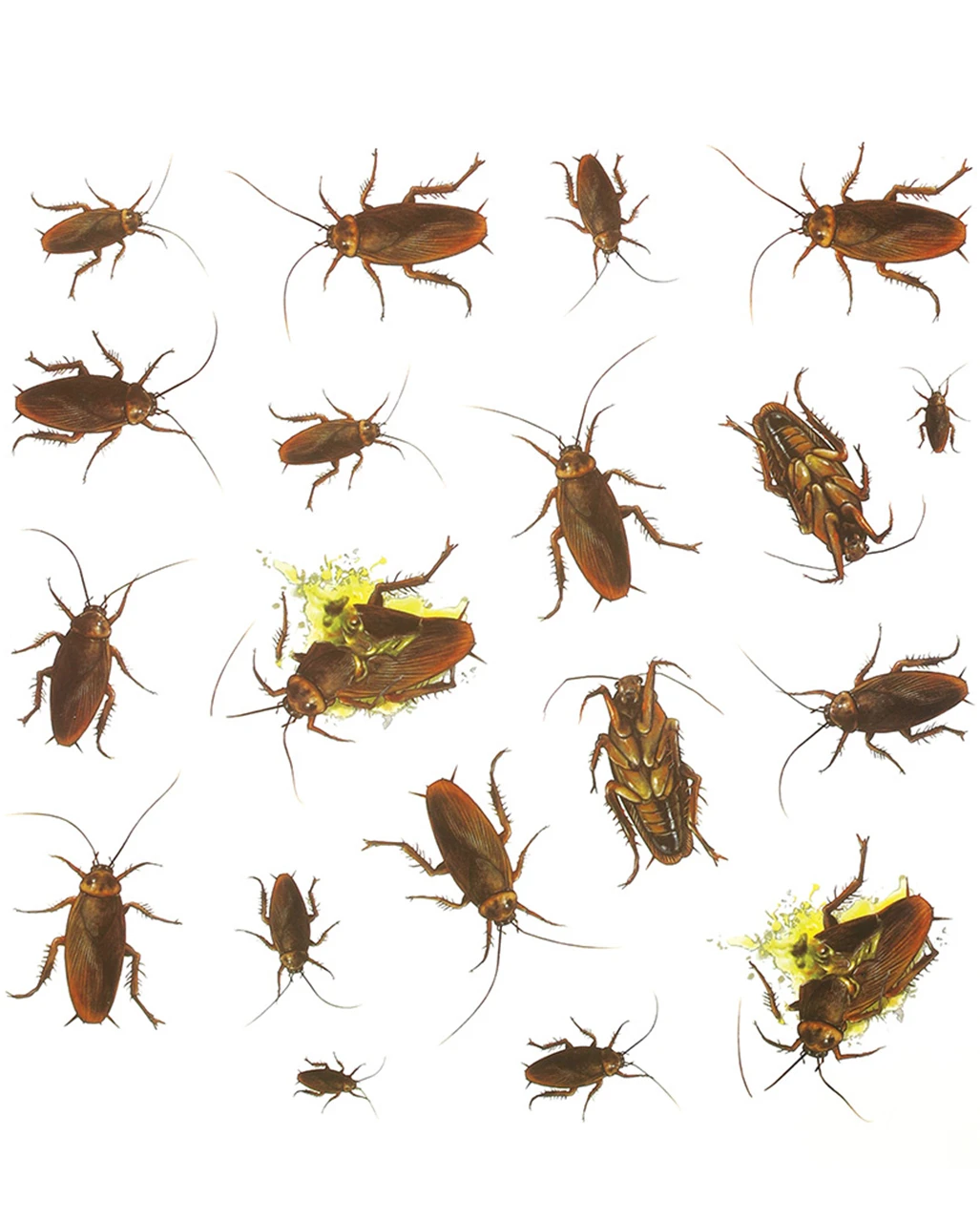20er Pack Kakerlaken Aufkleber 1 20er Pack Kakerlaken Aufkleber
