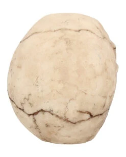 Kleiner Grinsender Totenkopf 12cm 10 Kleiner Grinsender Totenkopf 12cm -Halloween Serien Geschäft kleiner grinsender totenschaedel small joker skull totenkopf dekoration gothic deko 50730 05