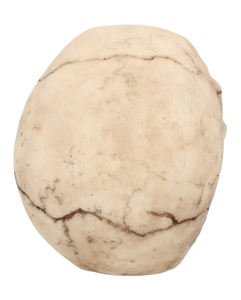 Kleiner Grinsender Totenkopf 12cm 5 Kleiner Grinsender Totenkopf 12cm – Bild 5