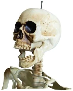 Positionierbares Halloween Skelett 160cm 6 Positionierbares Halloween Skelett 160cm -Halloween Serien Geschäft lebensgrosses halloween skelett 160cm lifesize poese hold skeleton halloween und horror deko 53537 3