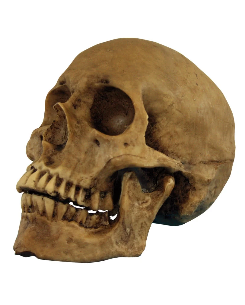 Realistischer Totenschädel Polyresin 1 Realistischer Totenschädel Polyresin