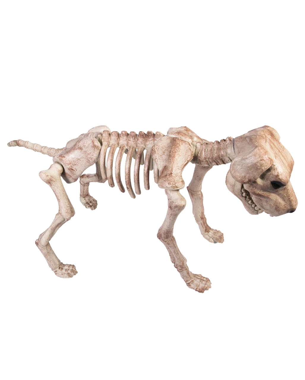 Skelett Hund Halloween Deko 1 Skelett Hund Halloween Deko