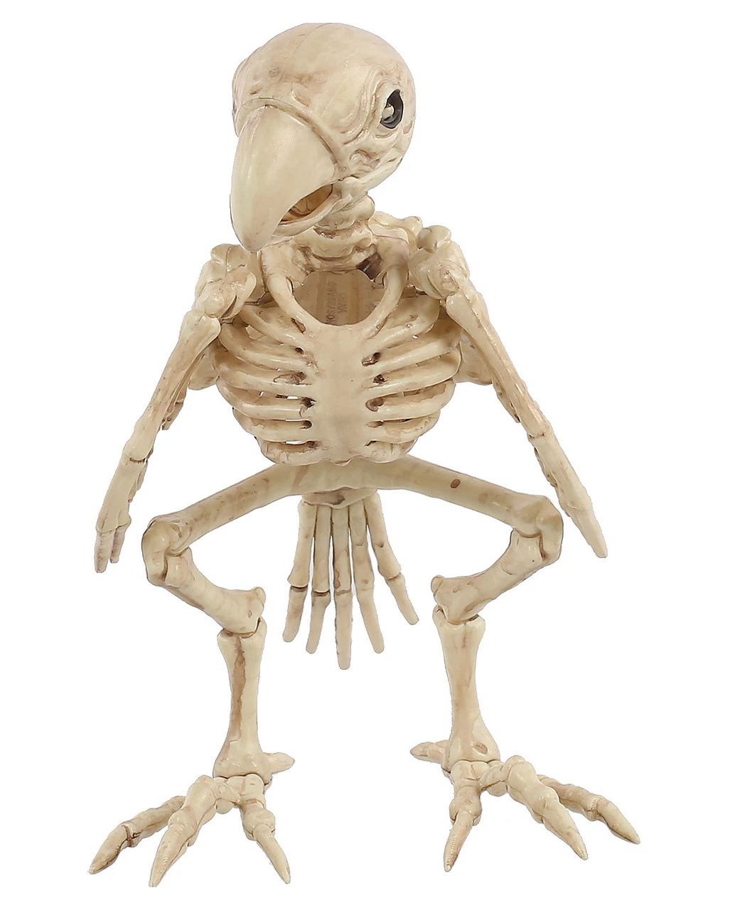 Papagei Skelett 19cm 2 Papagei Skelett 19cm – Bild 2