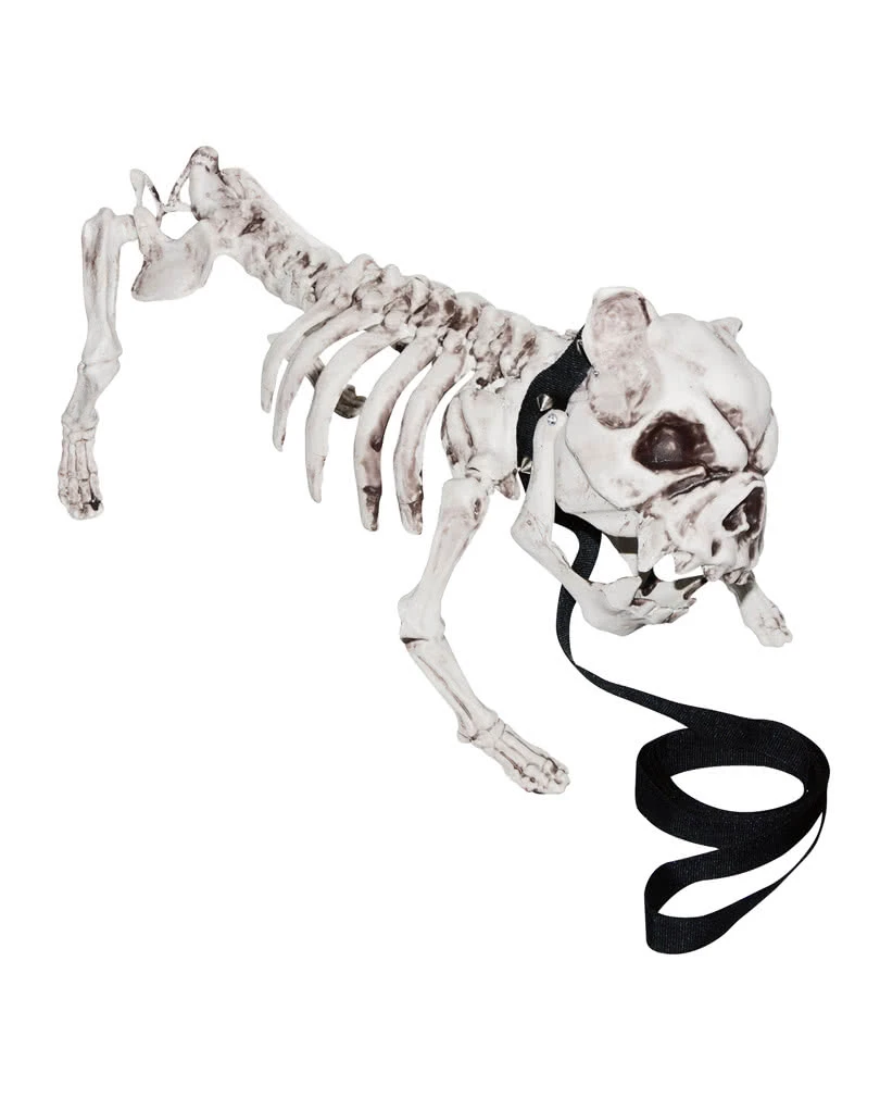 Skelettierter Hund 1 Skelettierter Hund