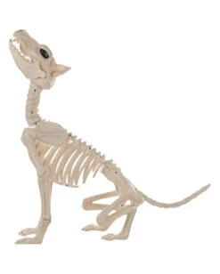 Werwolf Skelett 70cm -Halloween Serien Geschäft werwolf skelett werwolf skeleton halloween skelett halloween deko 52649 03